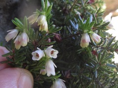 Erica depressa