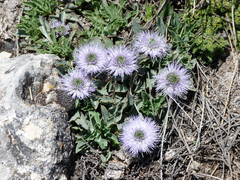 Globularia spinosa