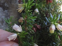 Erica depressa