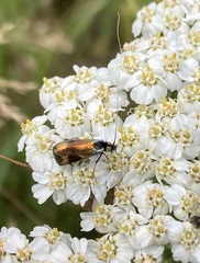 Nemophora fasciella