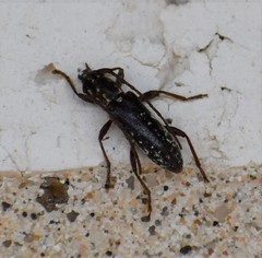 Anelaphus niveivestitus