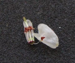 Erica depressa