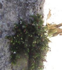 Erica depressa