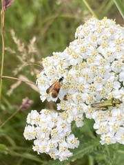 Nemophora fasciella