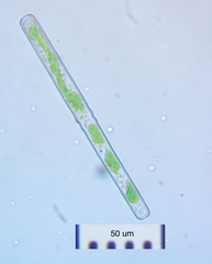 Haplotaenium minutum