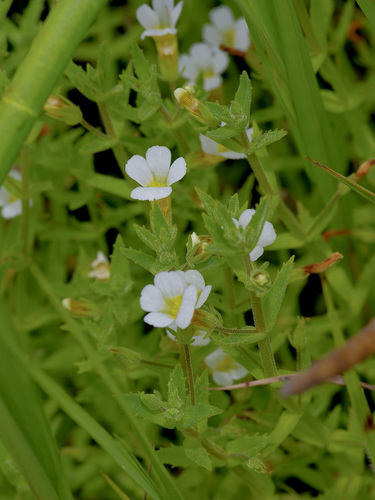 Image of Gratiola brevifolia by (c) Michelle W. （鍾偉瑋）, some rights reserved (CC BY)