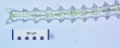 Triploceras gracile
