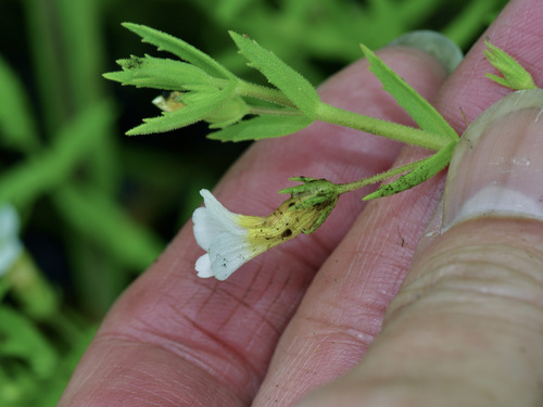 Image of Gratiola brevifolia by (c) Michelle W. （鍾偉瑋）, some rights reserved (CC BY)