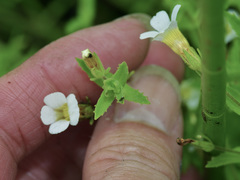 Gratiola brevifolia