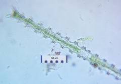 Triploceras gracile