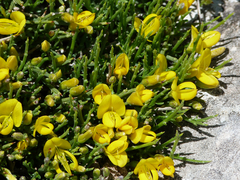 Genista longipes
