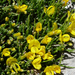 Genista longipes - Photo (c) Miguel A. Casado, some rights reserved (CC BY-NC), uploaded by Miguel A. Casado