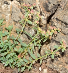 Paronychia suffruticosa