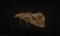 Plusiodonta arctipennis