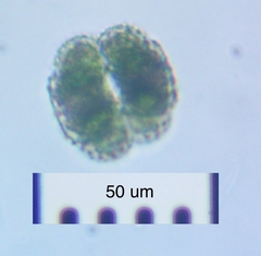 Cosmarium ornatum