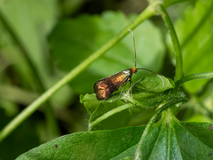 Nemophora fasciella