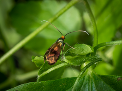 Nemophora fasciella