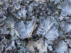 Umbilicaria proboscidea