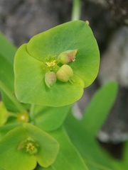Euphorbia azorica