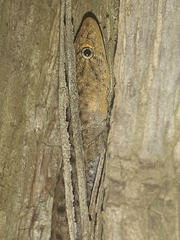 Cnemaspis mysoriensis