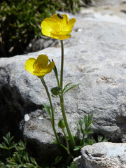 Ranunculus paludosus