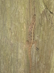 Cnemaspis mysoriensis