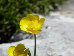 Ranunculus paludosus