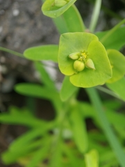 Euphorbia azorica