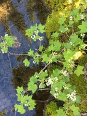 Ribes hudsonianum hudsonianum