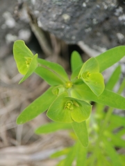 Euphorbia azorica