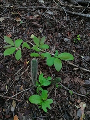 Acanthocereus oaxacensis