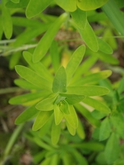 Euphorbia azorica