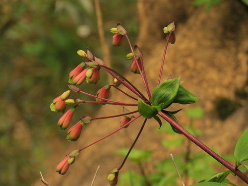 salsilla