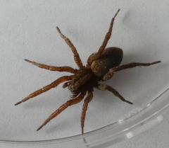 Varacosa
