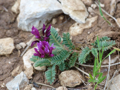 Astragalus echinatus