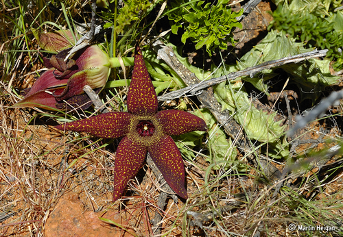 Orbea lutea ssp. vaga