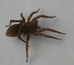 Varacosa