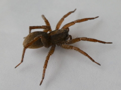 Varacosa