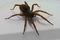 Varacosa
