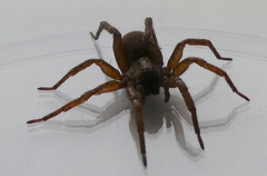 Varacosa