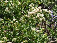 Physocarpus monogynus