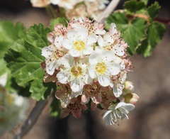 Physocarpus monogynus