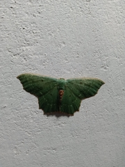 Episothalma robustaria