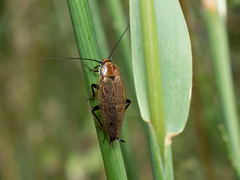 Ectobius erythronotus
