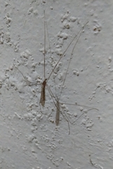Limoniinae