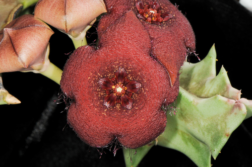 Orbea melanantha (Schltr.) Bruyns