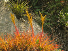 Tillandsia rodrigueziana