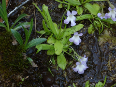 Pinguicula vallisneriifolia