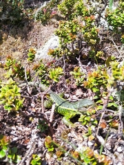 Stenocercus trachycephalus