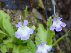Pinguicula vallisneriifolia